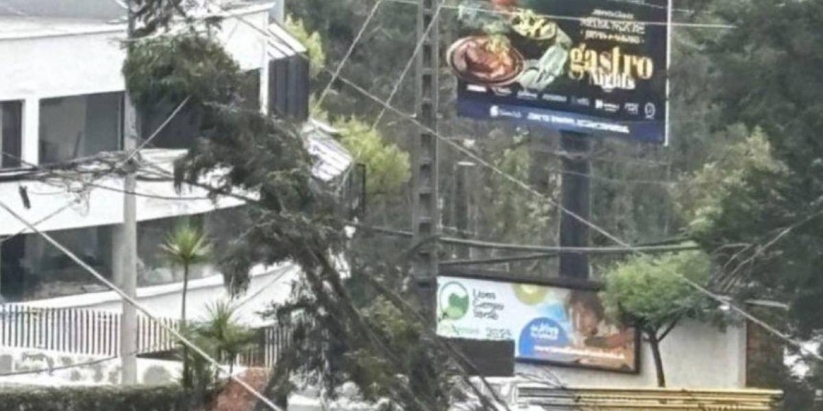 Caída de árbol provocó un corte de luz en el centro norte de Quito